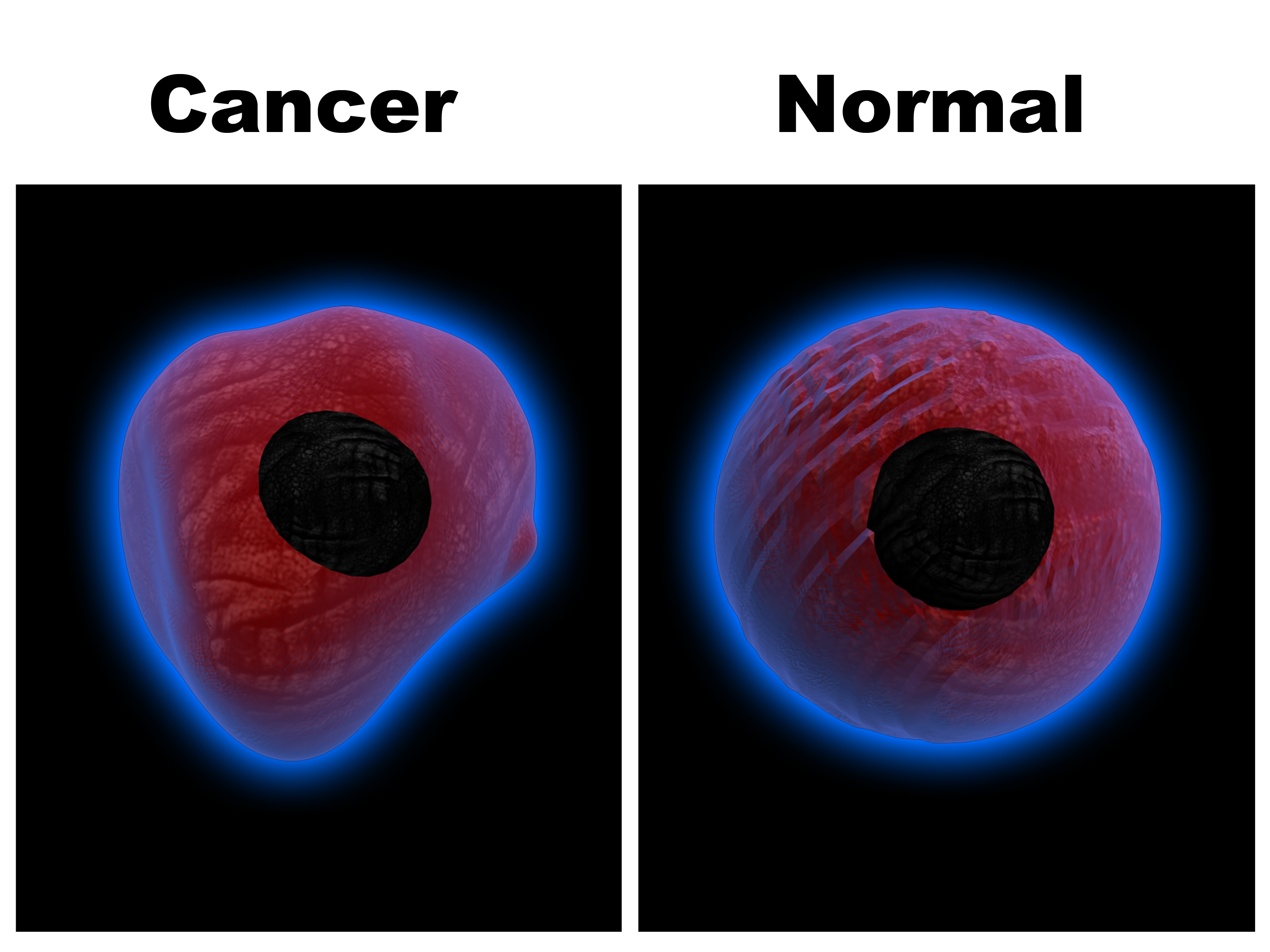Cancer and Normal Cell
